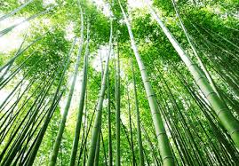 Wintergroene hagen: Bamboe