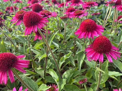 Echinacea purp. ′Delicious Candy′