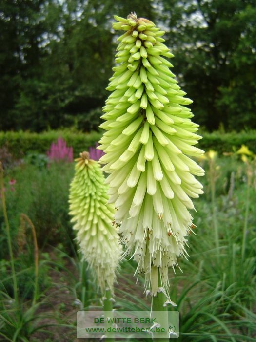 Kniphofia ′Ice Queen′