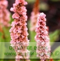 Persicaria aff. ′Donald Lowndes′