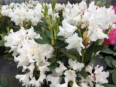 Rhododendron (T) ′Cunningh. White′