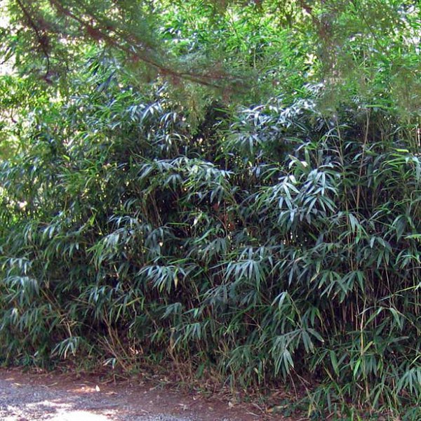 Bamboesoorten waar een wortelbegrenzer (rhizoombarriére) aangewezen is: