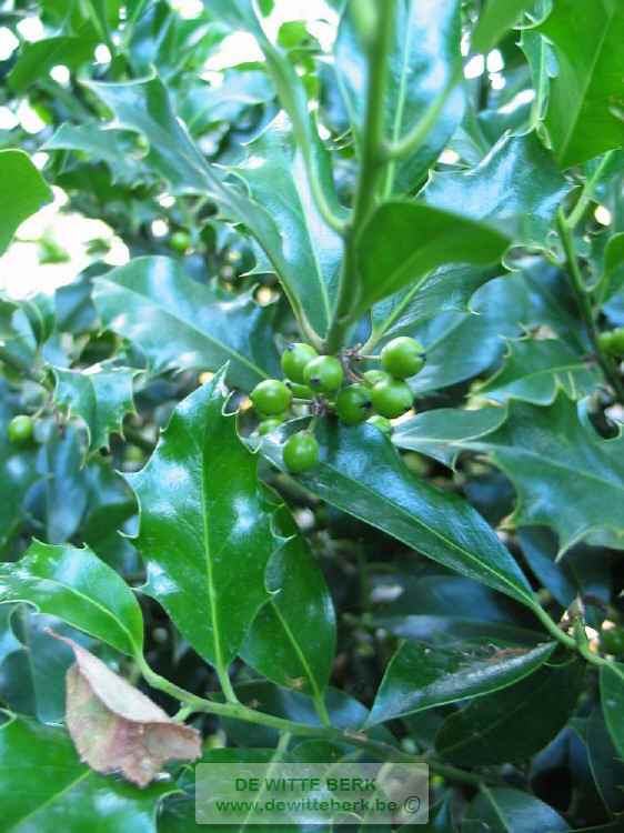 Ilex aquifolium (Gewone hulst, Scherpe hulst)