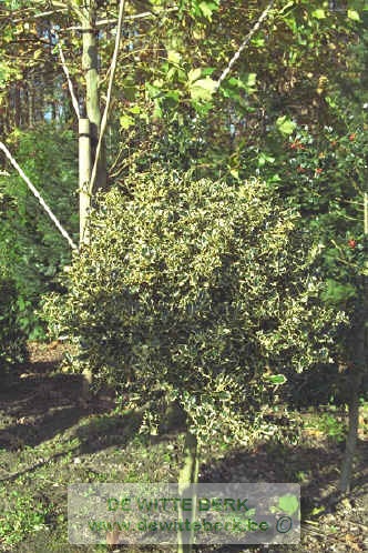 Ilex aquifolium 'Argentea Marginata' (Zilverbonte hulst)