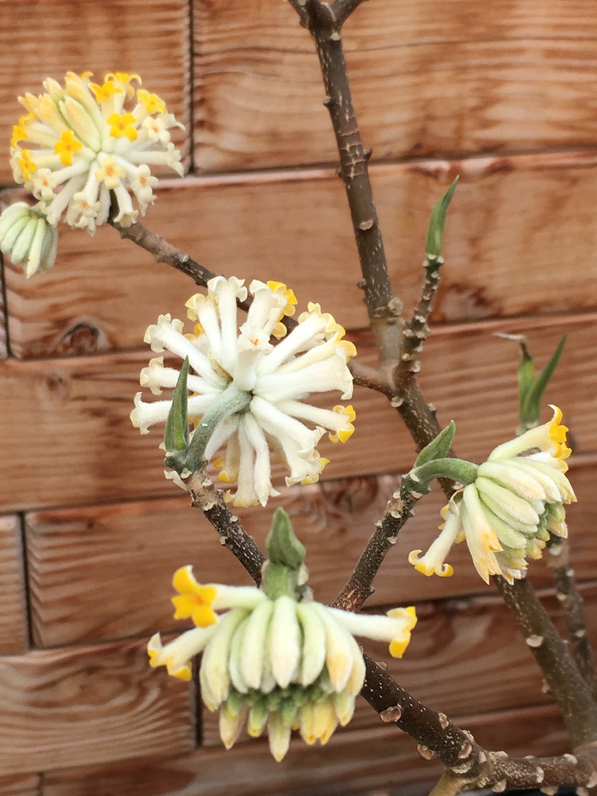 Edgeworthia chrys. 'Grandiflora'