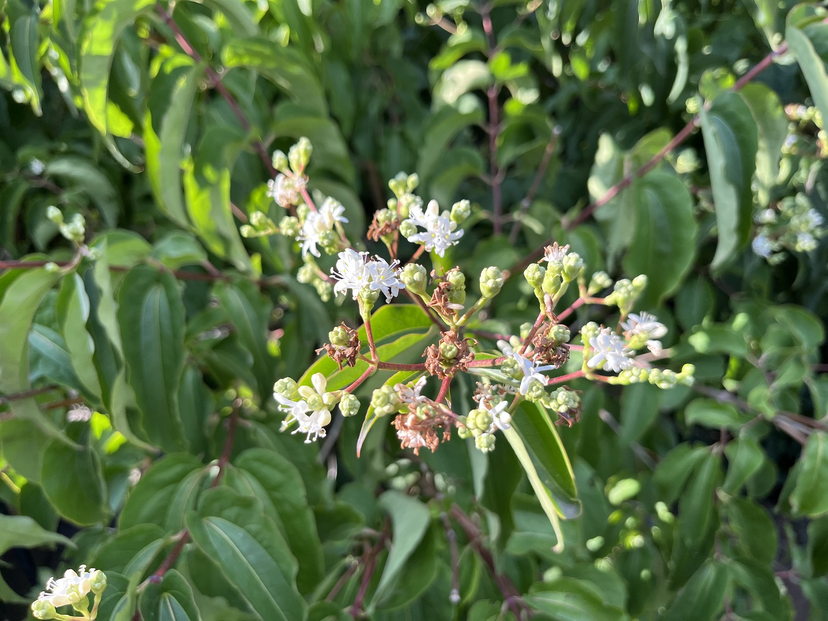 Heptacodium miconioides Zevenzonenboom  in bloei.