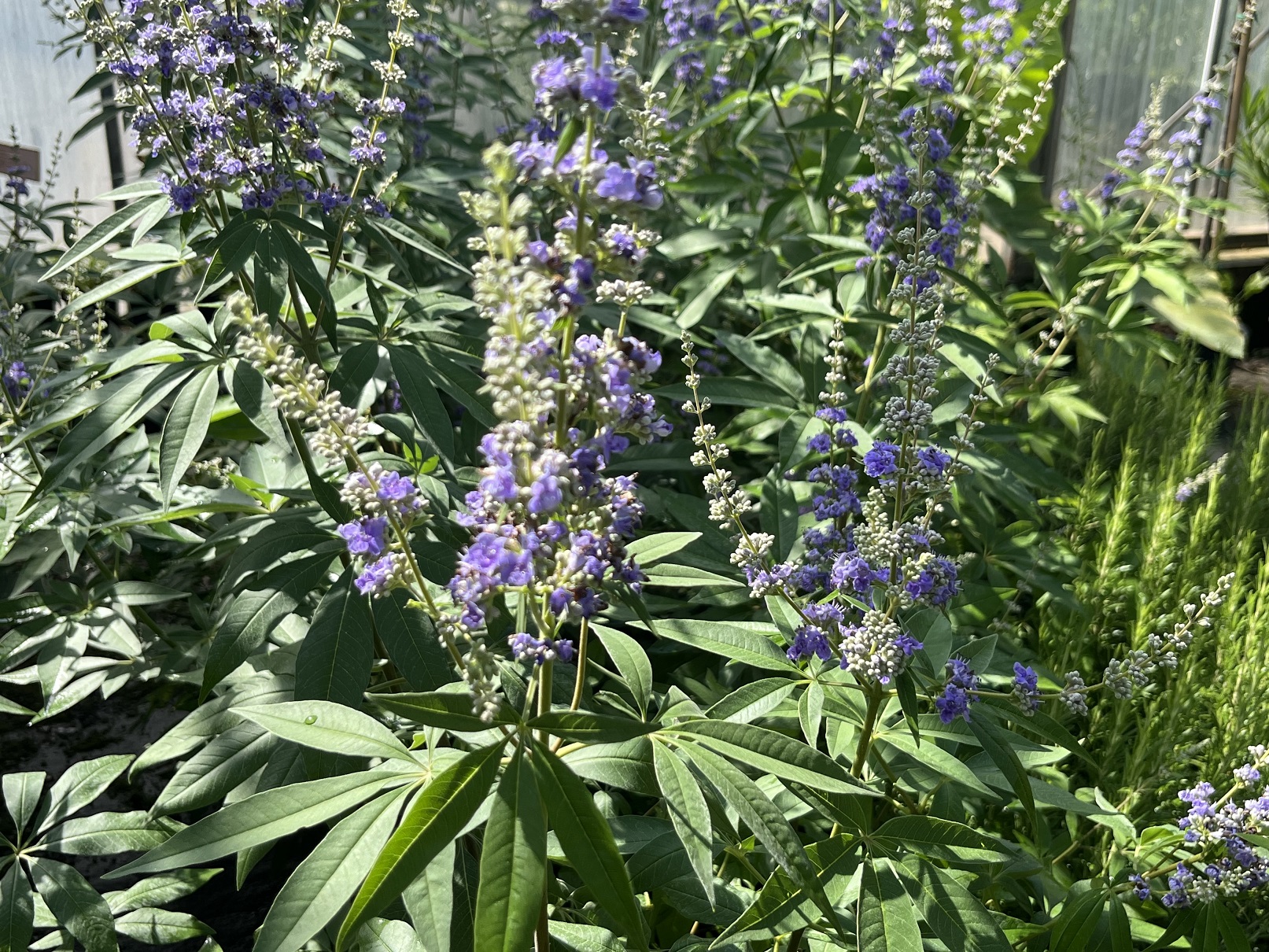 Vitex agnus-castus    Monnikspeper