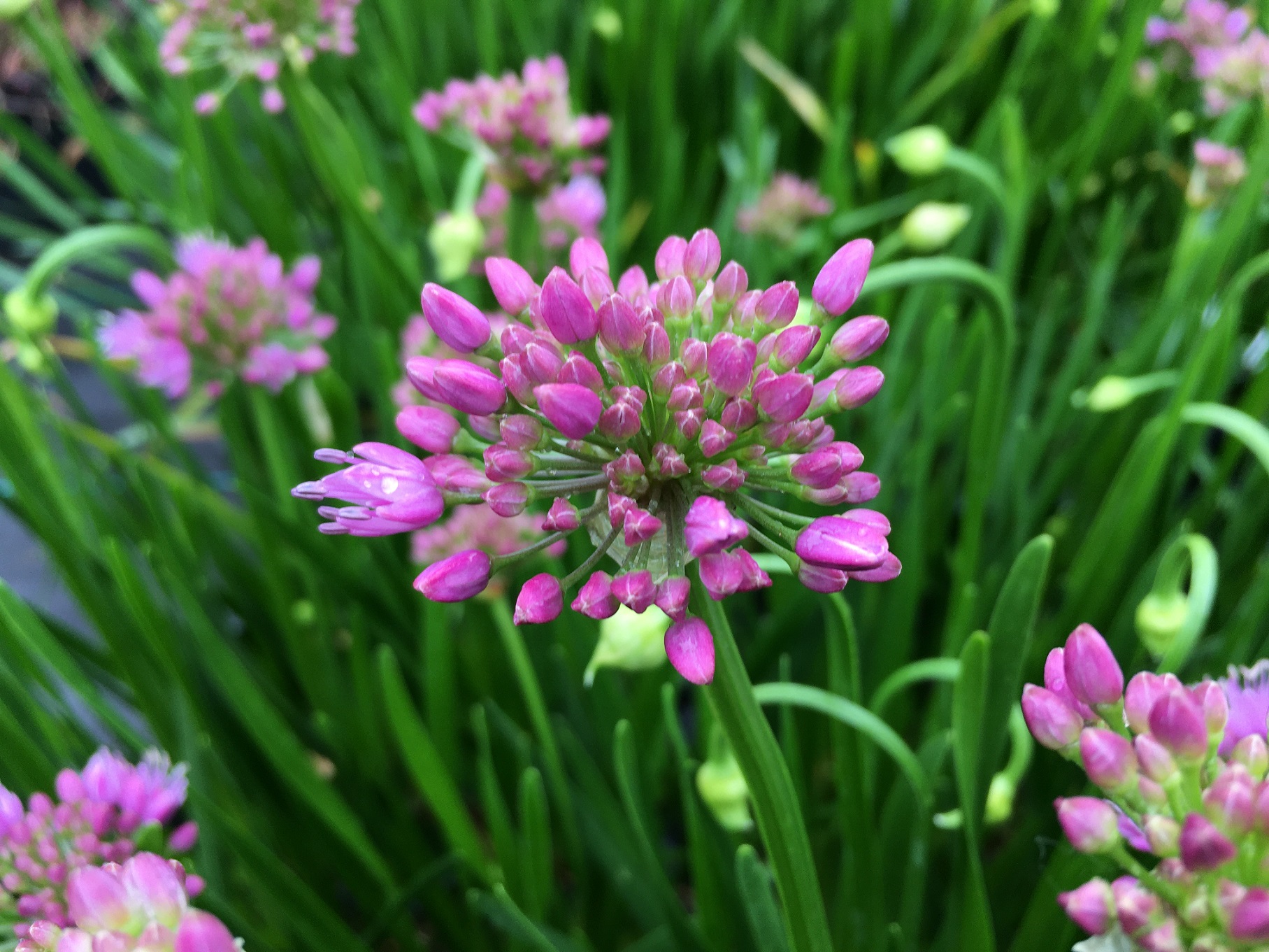 Allium 'Millenium'  bijna in bloei