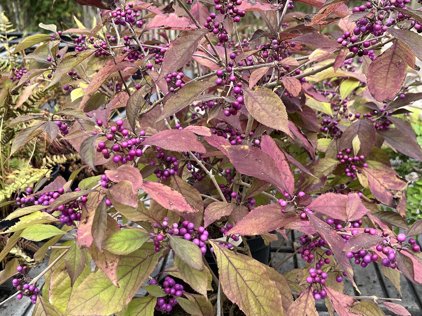 Callicarpa bodinieri 'Profusion'