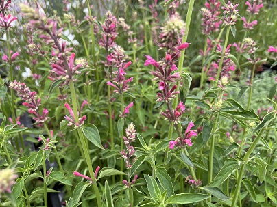 Agastache mex ′Red Fortune′