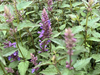 Agastache ′Purple Haze′