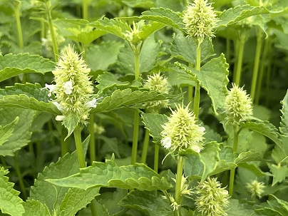 Agastache rug. ′Alabaster′