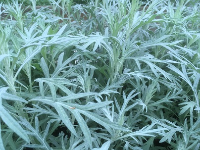 Artemisia ludov. &prime;Silver Queen&prime;