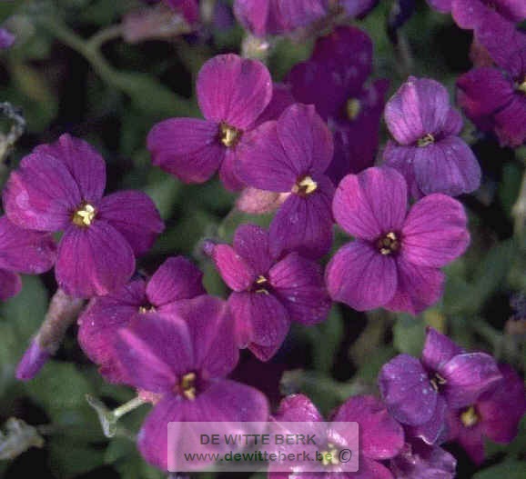 Aubrieta ′Cascade Purple′