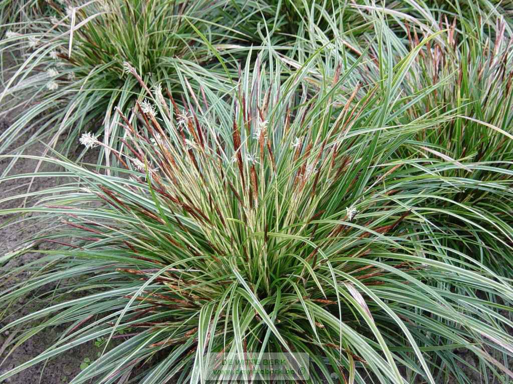 Carex morrowii ′Variegata′