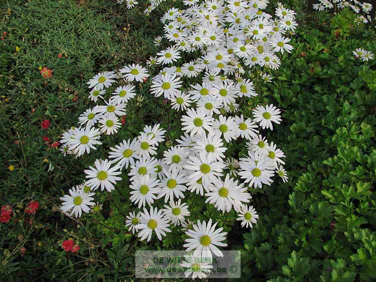 Chrysanthemum (M) ′Juno′