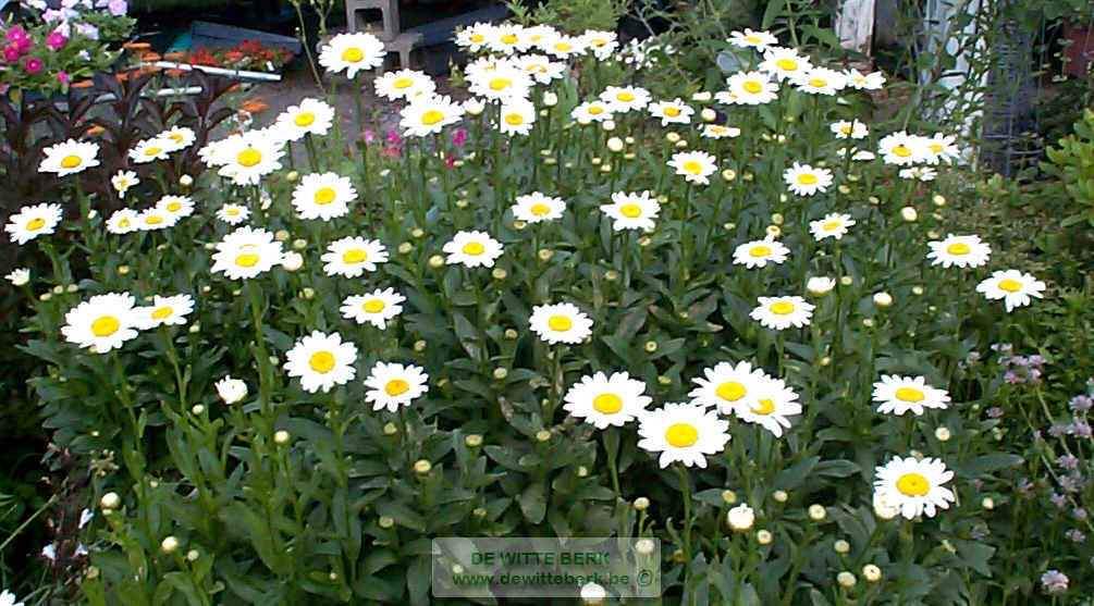 Chrysanthemum (M) ′Becky′
