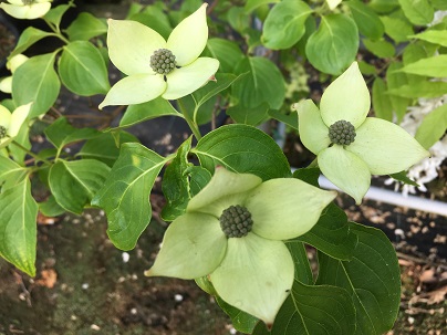 Cornus kousa ′China Girl′