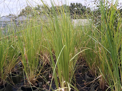 Cortaderia sell.′White Feather′