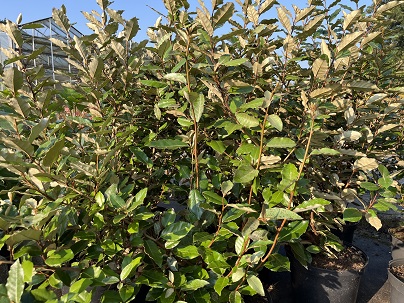 Elaeagnus ebb. ′Compacta′