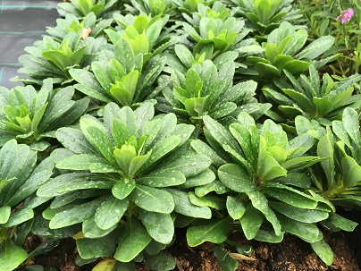 Euphorbia amygd. robbiae