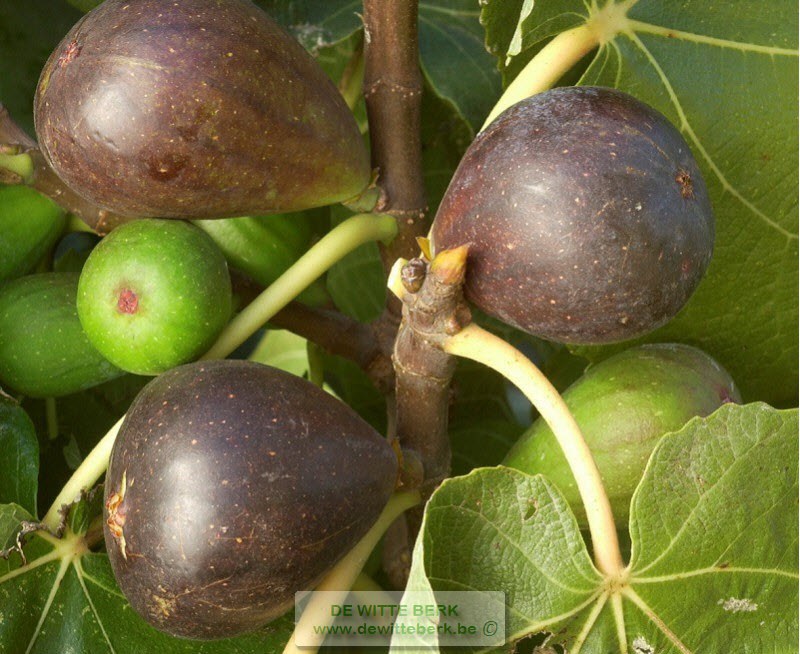 Ficus carica ′Brown Turkey′