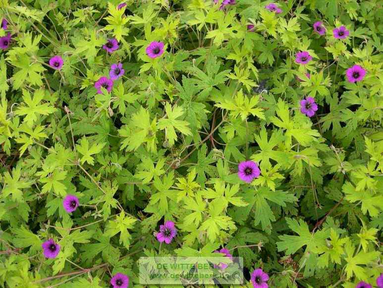 Geranium ′Ann Folkard′