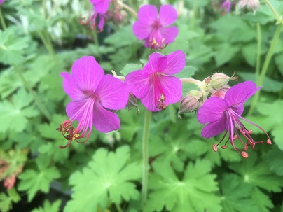 Geranium macrorrhizum