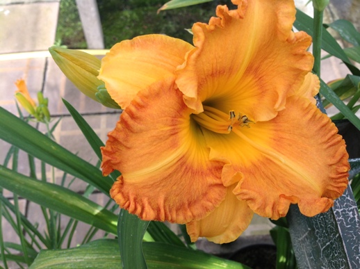 Hemerocallis ′Orange Nassau′
