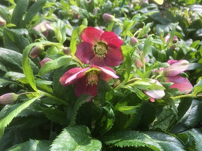 Helleborus orientalis