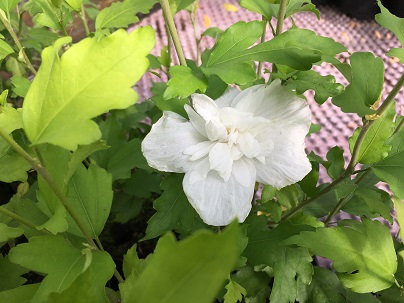 Hibiscus syr. ′White Chiffon′