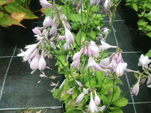 Hosta ′Gold Drop′