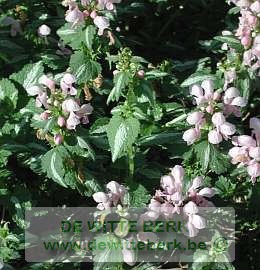 Lamium mac. ′Roseum′