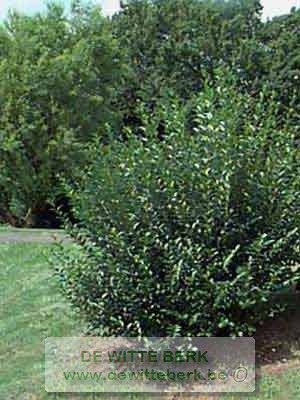 Ligustrum vulg. ′Atrovirens′