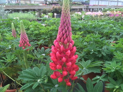 Lupines ′Gallery Red′