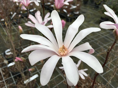 Magnolia stellata &prime;Rosea&prime;