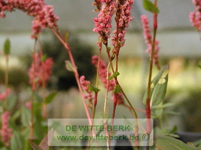 Persicaria affinis &prime;Superba&prime;