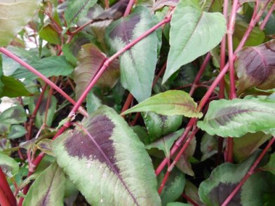 Persicaria micr. ′Red Dragon′