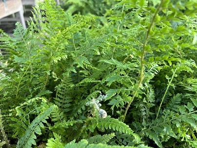 Polystichum set. ′Proliferum′