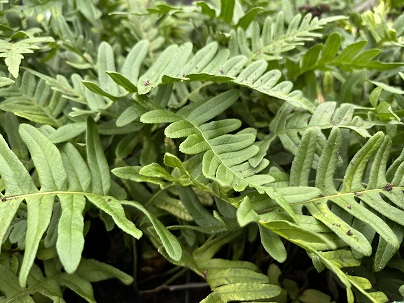 Polypodium vulgare