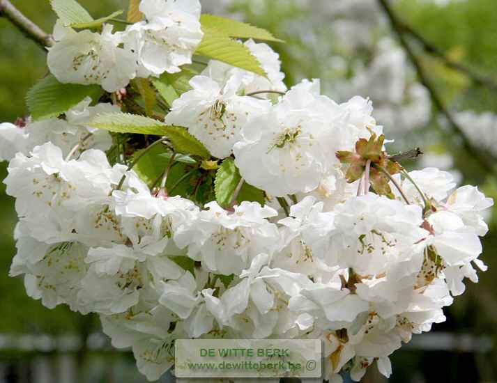 Prunus avium ′Plena′