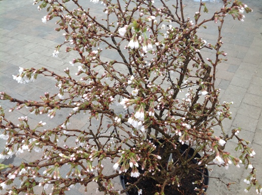 Prunus incisa ′Kojou-no-mai′