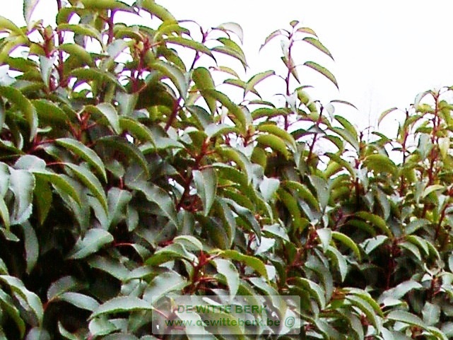 Prunus lusitanica &prime;Angustifolia&prime;