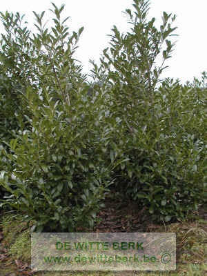 Prunus laur. &prime;Caucasica&prime;