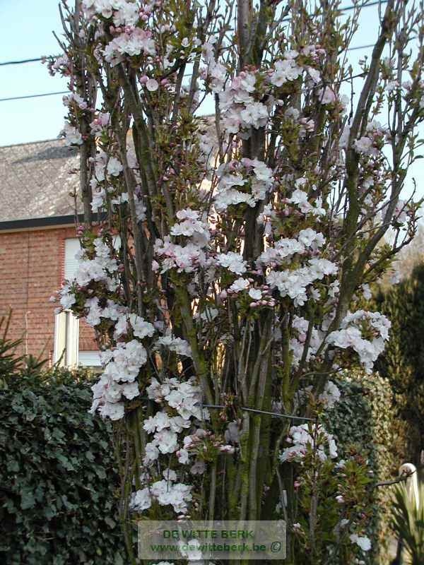 Prunus serr. ′Amanogawa′