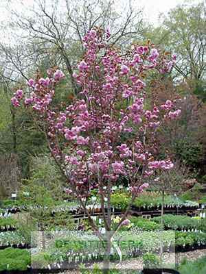Prunus serrulata ′Royal Burgundy′