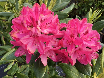 Rhododendron (T) ′Nova Zembla′