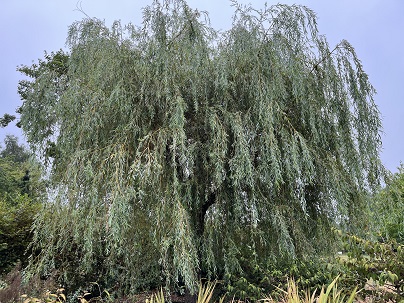 Salix sepulcralis ′Chrysocoma′