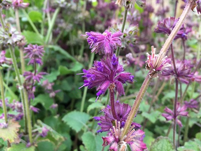 Salvia verticillata ′Purple Rain′