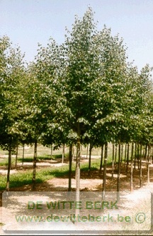 Tilia cordata ′Greenspire′